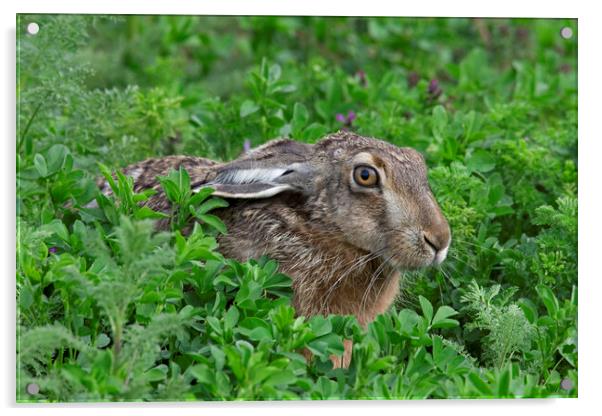 Brown Hare in Meadow Acrylic by Arterra 
