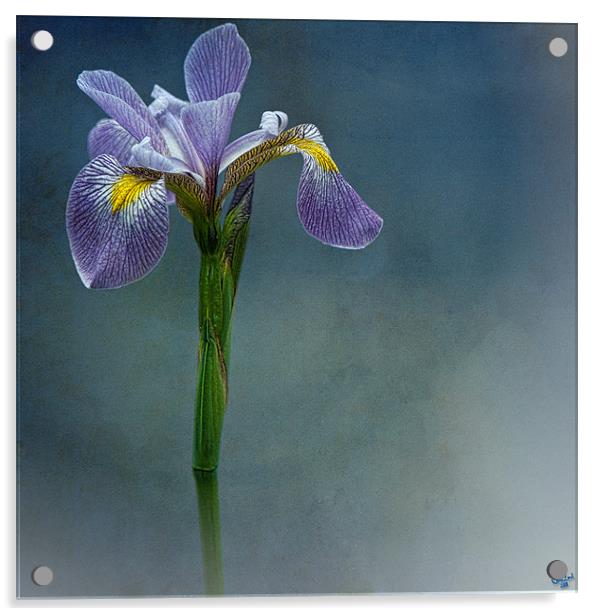 Harlem Meer Iris Acrylic by Chris Lord