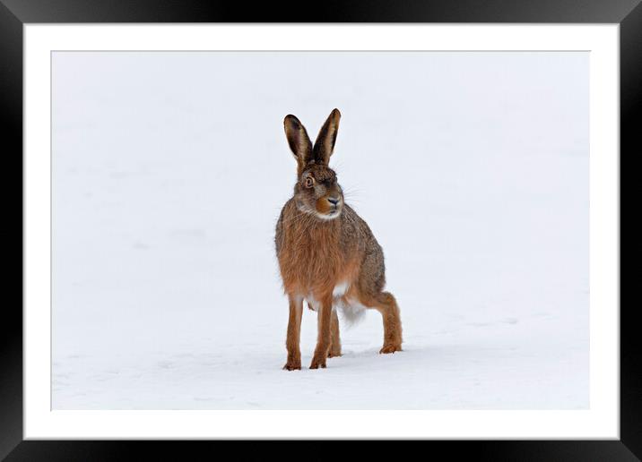 Brown Hare in the Snow Framed Mounted Print by Arterra 