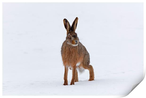 Brown Hare in the Snow Print by Arterra 