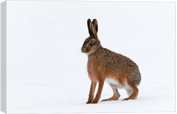 European Hare in the Snow Canvas Print by Arterra 