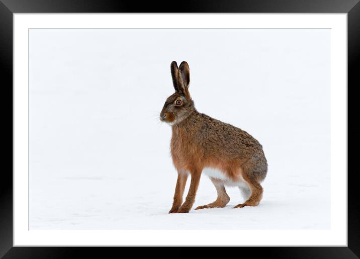 European Hare in the Snow Framed Mounted Print by Arterra 