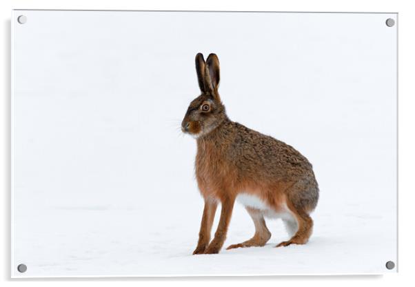 European Hare in the Snow Acrylic by Arterra 