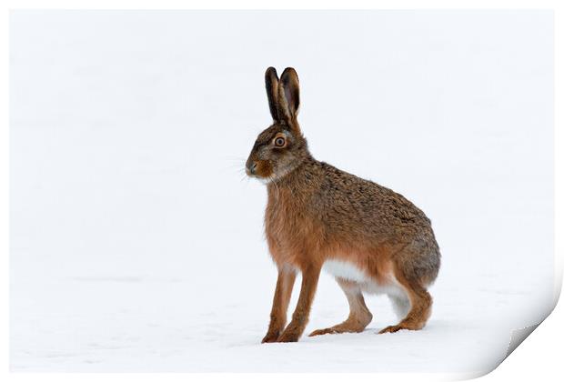 European Hare in the Snow Print by Arterra 