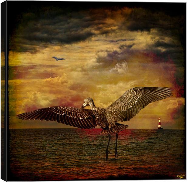 Herons Canvas Print by Chris Lord