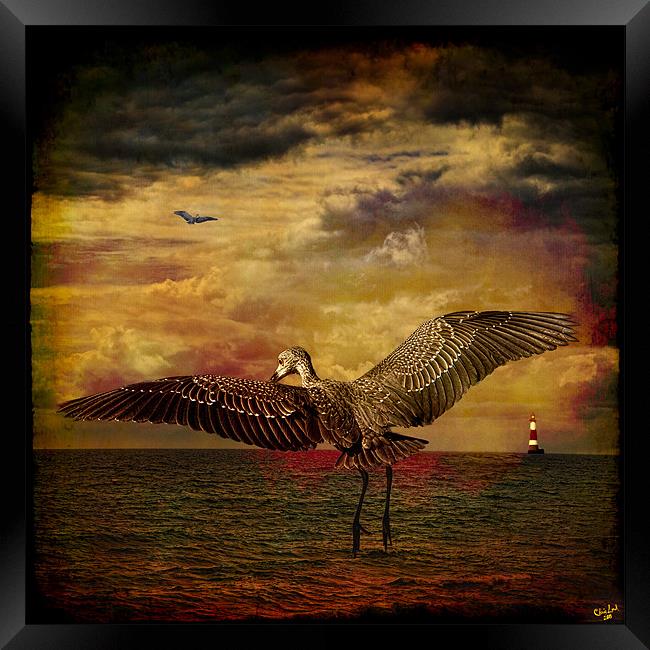 Herons Framed Print by Chris Lord