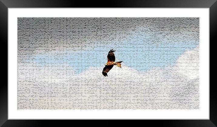 Red Kite Framed Mounted Print by Doug McRae