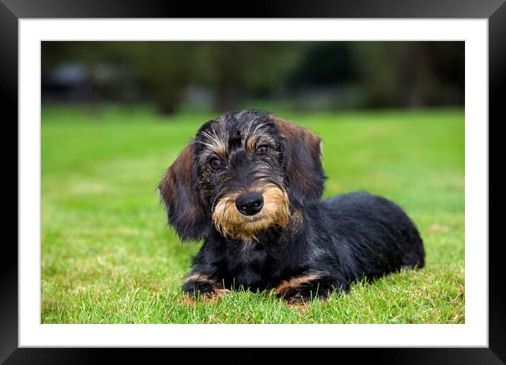 Wire-haired Dachshund Pup Framed Mounted Print by Arterra 