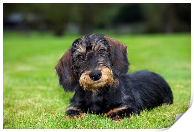 Wire-haired Dachshund Pup Print by Arterra 