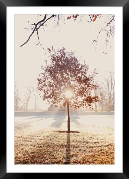 Sunshine behind a tree  Framed Mounted Print by Sam Owen
