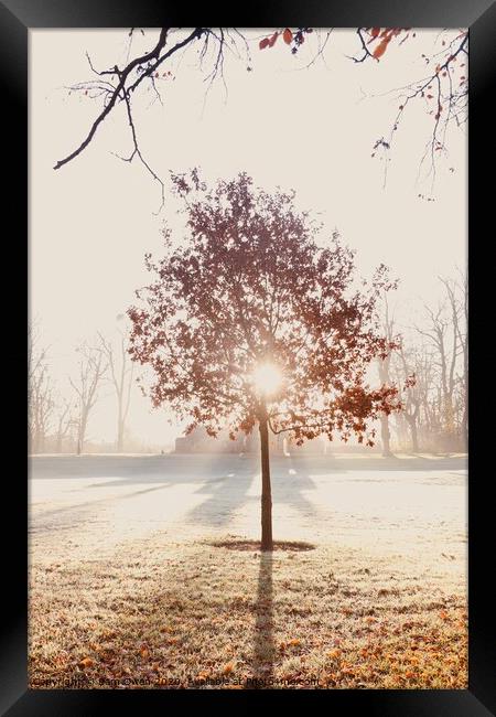 Sunshine behind a tree  Framed Print by Sam Owen