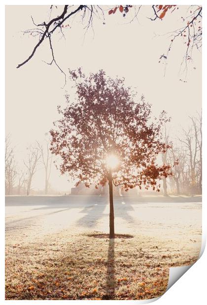 Sunshine behind a tree  Print by Sam Owen