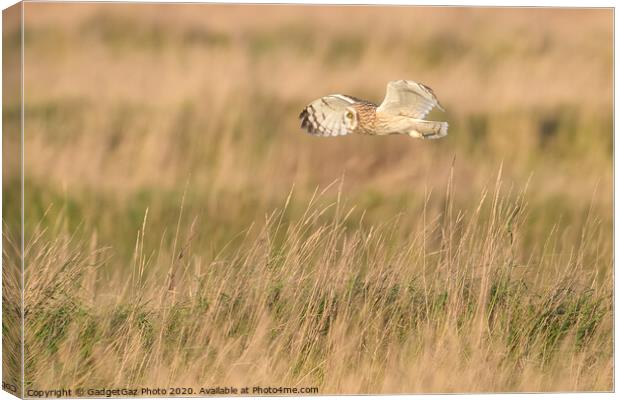 Short eared owl flying through the fields Canvas Print by GadgetGaz Photo