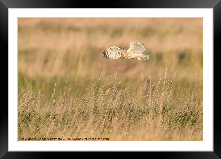 Short eared owl flying through the fields Framed Mounted Print by GadgetGaz Photo