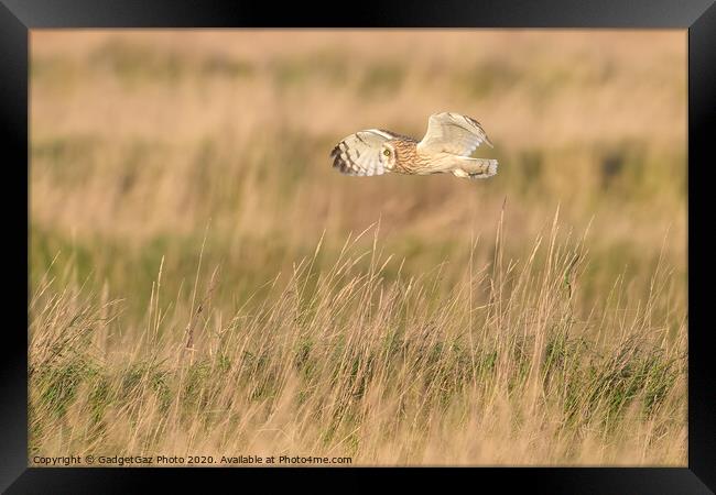 Short eared owl flying through the fields Framed Print by GadgetGaz Photo