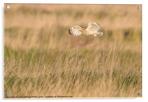 Short eared owl flying through the fields Acrylic by GadgetGaz Photo