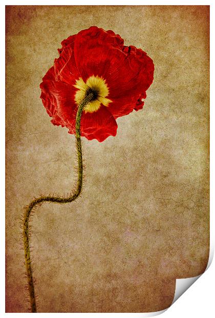 Poppy Print by Ann Garrett