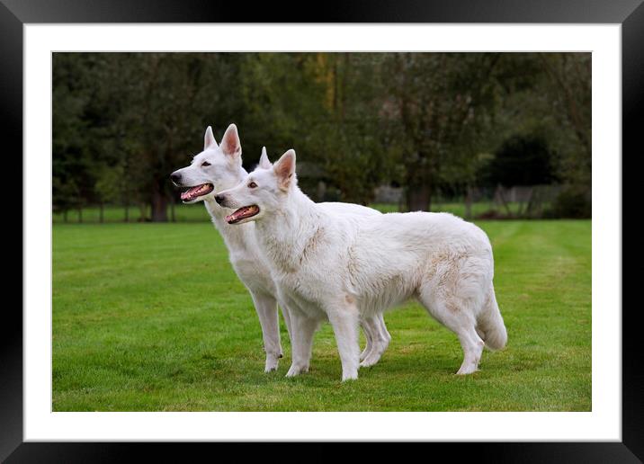 Two White Swiss Shepherd Dogs Framed Mounted Print by Arterra 