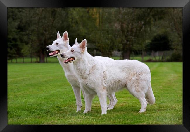 Two White Swiss Shepherd Dogs Framed Print by Arterra 