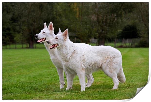 Two White Swiss Shepherd Dogs Print by Arterra 
