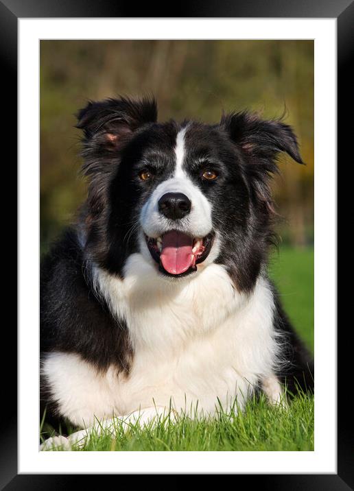 Black and White Border Collie Framed Mounted Print by Arterra 