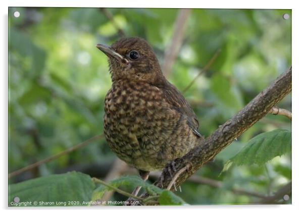 The Baby Blackbird Acrylic by Photography by Sharon Long 