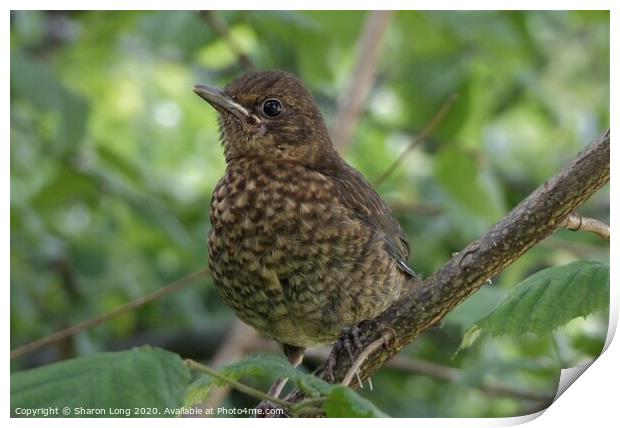 The Baby Blackbird Print by Photography by Sharon Long 