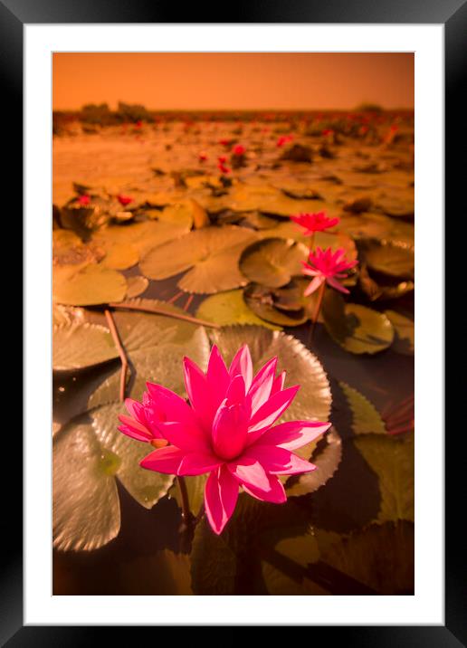 THAILAND ISAN UDON THANI KUMPHAWAPI LOTUS LAKE Framed Mounted Print by urs flueeler