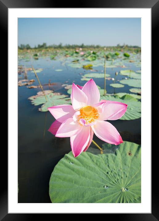 THAILAND ISAN UDON THANI KUMPHAWAPI LOTUS LAKE Framed Mounted Print by urs flueeler