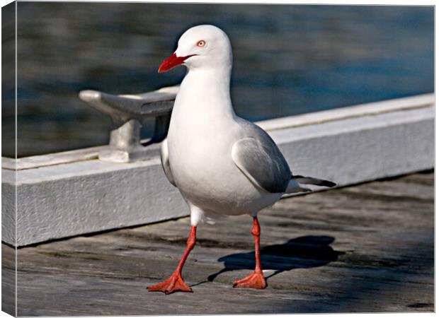 Seagul on a timber marina dock. Canvas Print by Geoff Childs