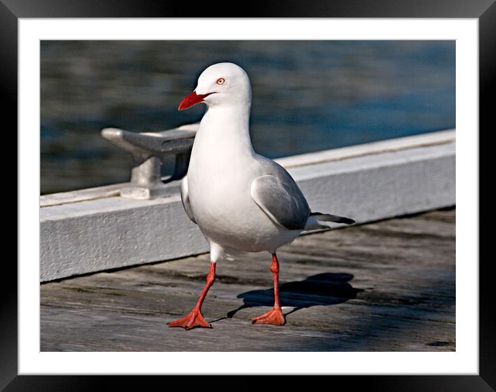 Seagul on a timber marina dock. Framed Mounted Print by Geoff Childs