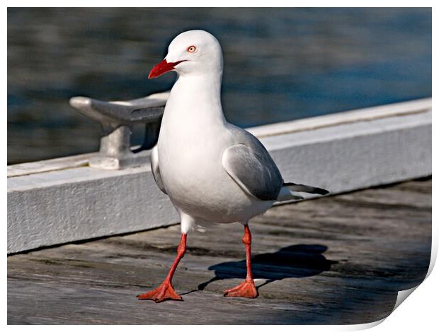 Seagul on a timber marina dock. Print by Geoff Childs