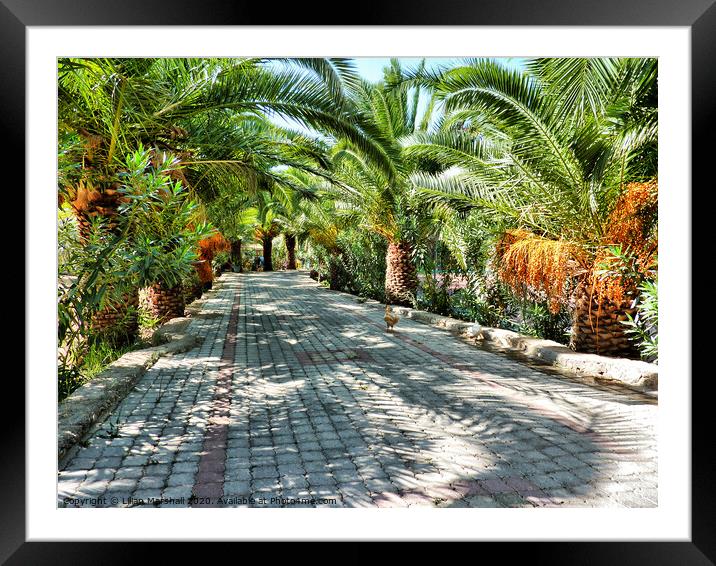 Palm trees in Fethiye Turkey.  Framed Mounted Print by Lilian Marshall