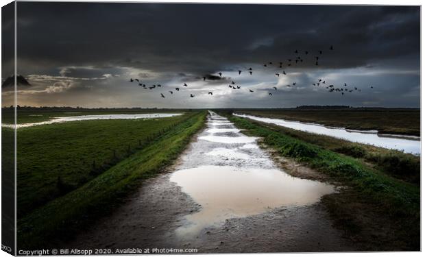 Overwintering geese on the North Norfolk Coast. Canvas Print by Bill Allsopp
