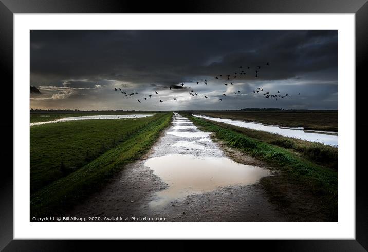 Overwintering geese on the North Norfolk Coast. Framed Mounted Print by Bill Allsopp
