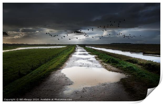 Overwintering geese on the North Norfolk Coast. Print by Bill Allsopp