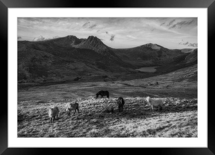 Tryfan and the Carneddau ponies in the Ogwen Valle Framed Mounted Print by Rory Trappe