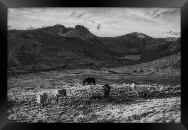 Tryfan and the Carneddau ponies in the Ogwen Valle Framed Print by Rory Trappe