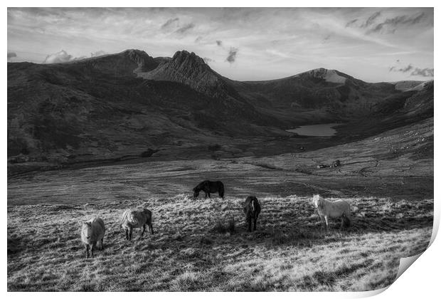 Tryfan and the Carneddau ponies in the Ogwen Valle Print by Rory Trappe