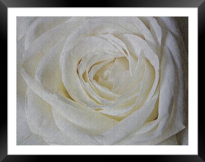 White  Rose Framed Mounted Print by Jules Camfield