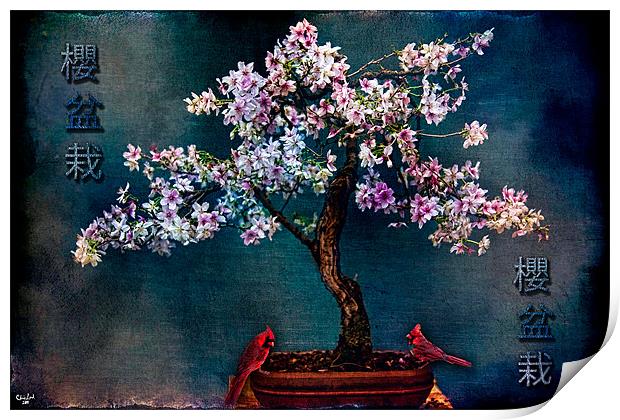 SAKURA BONSAI Print by Chris Lord