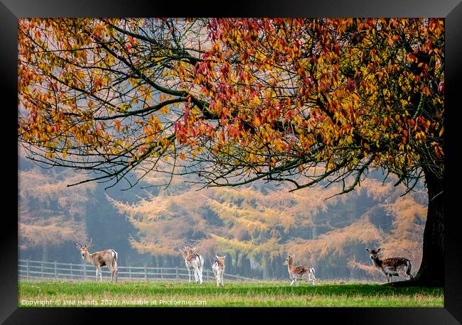 Autumn Herd Framed Print by Lisa Hands