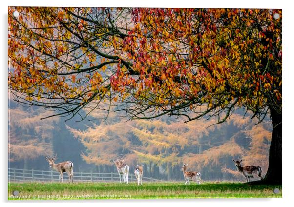 Autumn Herd Acrylic by Lisa Hands