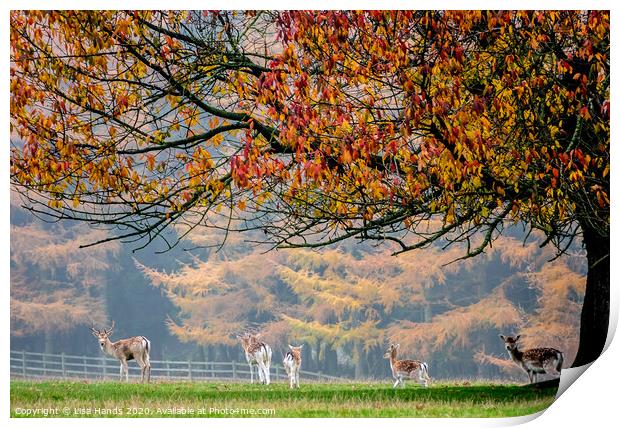 Autumn Herd Print by Lisa Hands