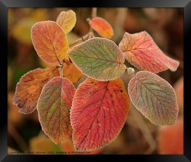 Frosted autumn  leaves Framed Print by Simon Johnson