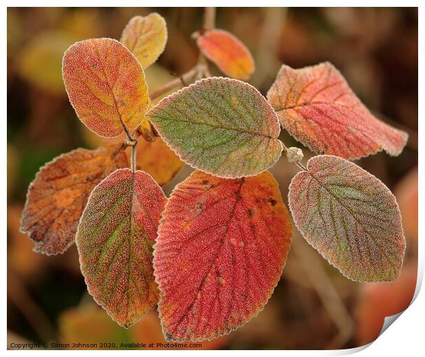 Frosted autumn  leaves Print by Simon Johnson