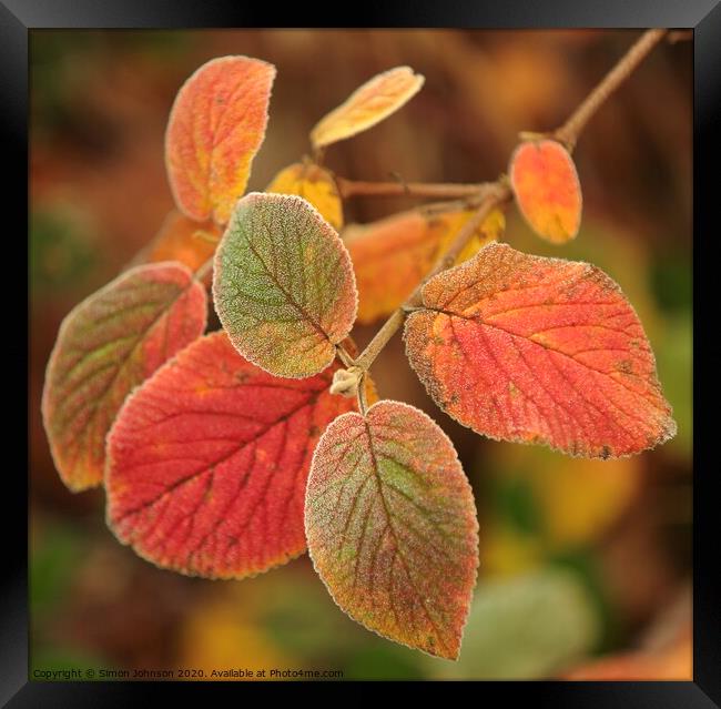 Frosted leaves Framed Print by Simon Johnson