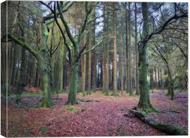 The Forest at Entwistle Bolton Canvas Print by Phil Durkin DPAGB BPE4