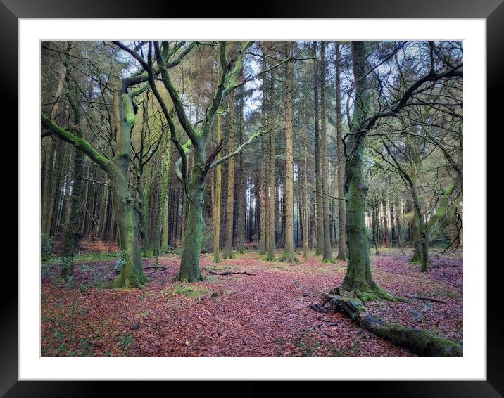 The Forest at Entwistle Bolton Framed Mounted Print by Phil Durkin DPAGB BPE4
