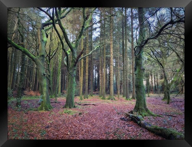 The Forest at Entwistle Bolton Framed Print by Phil Durkin DPAGB BPE4